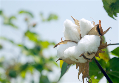 How Do Natural Cotton Sanitary Napkins Compare in Absorbency to Traditional Pads? 